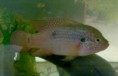 Perlovka červená - Hemichromis guttatus